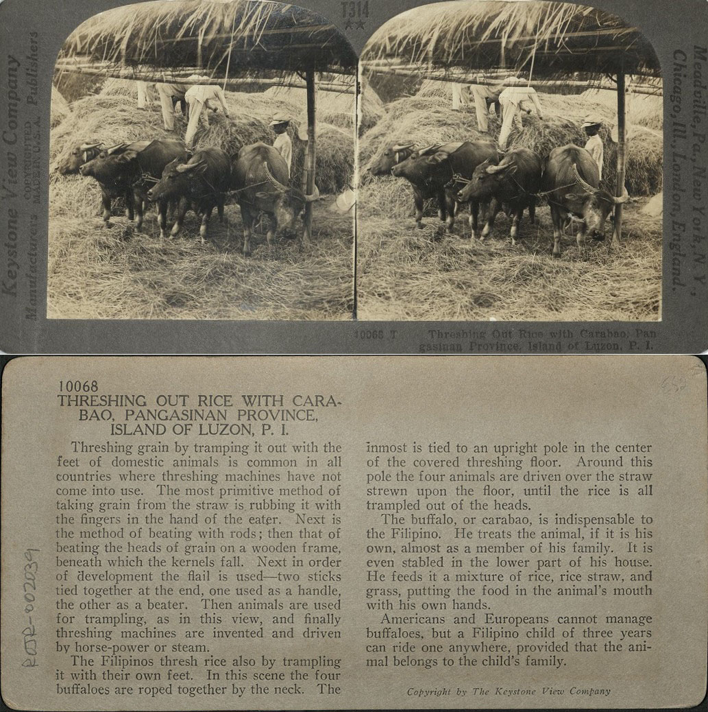 Threshing out Rice with Carabao, Pangasinan Province, Island of Luzon, P. I.